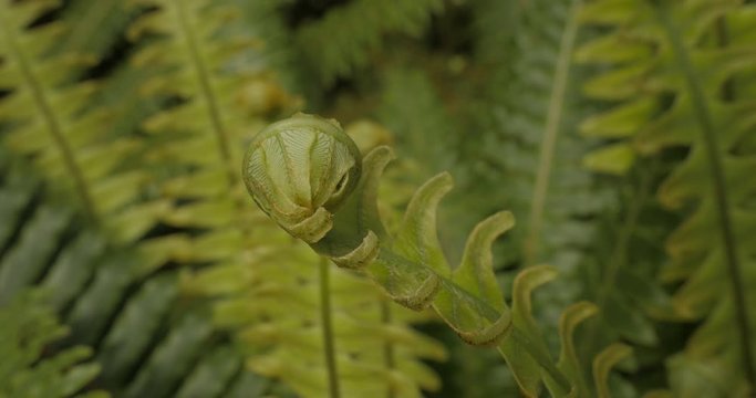 A fern unfurls in the New Zealand Bush
