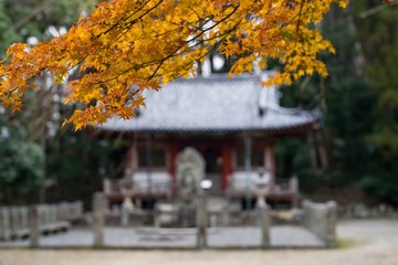 Obraz premium Autumn scene with colorful leaves in Japan.