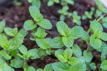 Fresh green mint plants vegetable