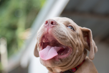 Baby pitbull smile and look for someone to play