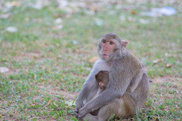 Mother monkey and baby monkey rest