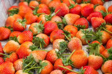 Fresh strawberries from organic farm