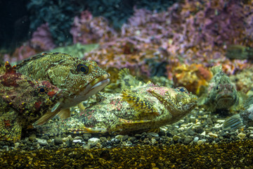 Marbled Roc kfish. in Kanagawa Japan