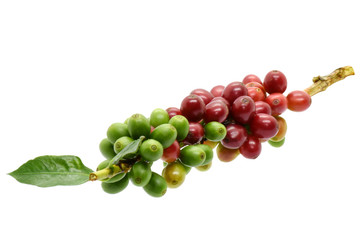 Coffee berries on branch coffee and on white background.