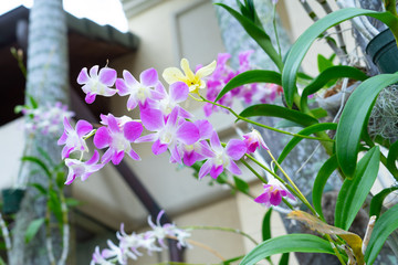 beautiful orchid flower in bloom