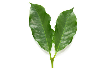 Coffee leaves on white background.