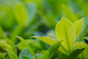 Closeup of fresh leaves on green nature