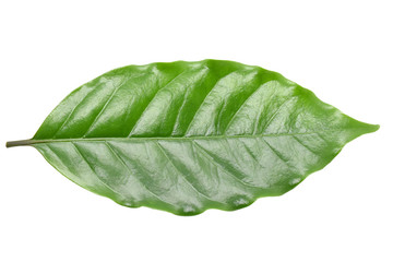 Coffee leaves on white background.