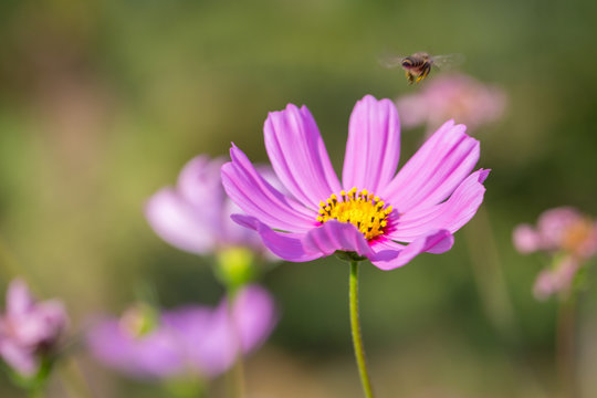 Colorful Pink and red cosmos flowers in the garden