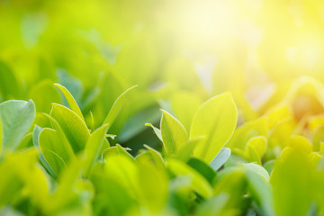 Closeup of fresh leaves on green nature