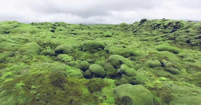 Aerial view over green moss in Eldhraun lava field covered green moss in Iceland