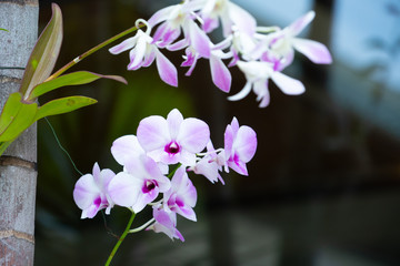 beautiful orchid flower in bloom
