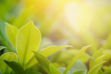Closeup of fresh leaves on green nature