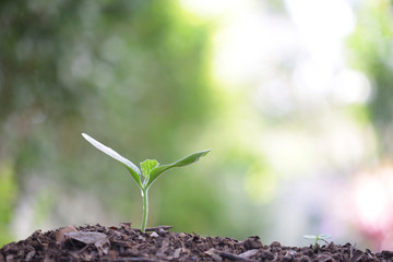 small growing green plant with dark brown soil