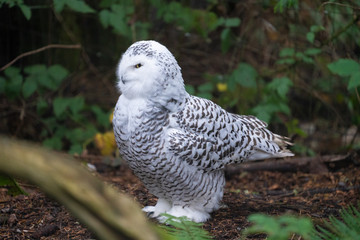 snow, owl, bird, nature, winter, forest, trees, green, grass, pine trees, cold, weather, nature