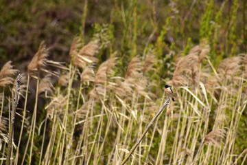 川原のジョウビタキ