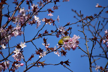 エゾヤマザクラの蜜を吸うメジロ