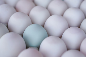 selected focus, Fresh duck eggs tray.