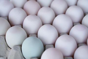 selected focus, Fresh duck eggs tray.