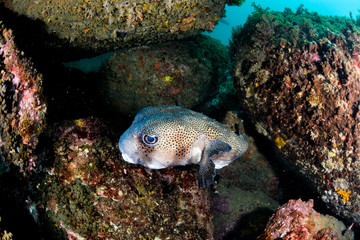 Puffer Fish hiding in coral reef © puntel