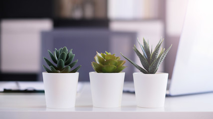 modern office working space decor with three plant pots.