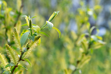 Blooming willow catkins in a spring forest, a symbol of spring, warmth and season change