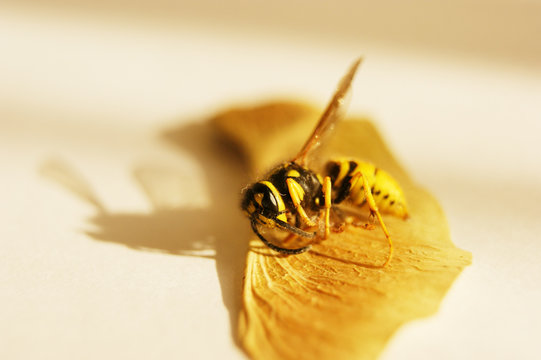 dead bee on a dry leaf. A macro close-up of a dead honey bee