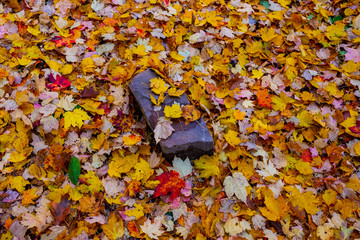 tree with golden leaves  maple in autumn, Beautiful autumn colors in the park, USA