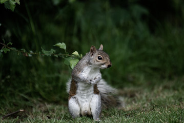 squirrel