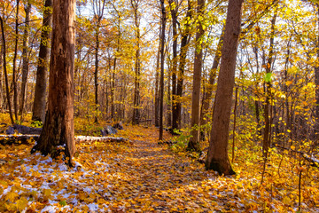 Obraz premium tree with golden leaves maple in autumn, Beautiful autumn colors in the park, USA