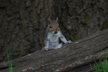 squirrel