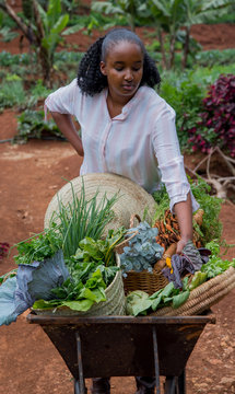 woman selecting vegetables from the garden