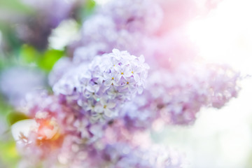 Soft spring lilac background, shallow focus