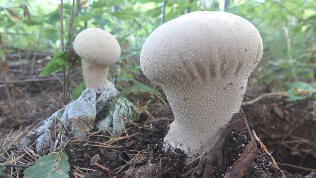 Mushrooms-raincoats grew in the greenhouse at the gardenerv