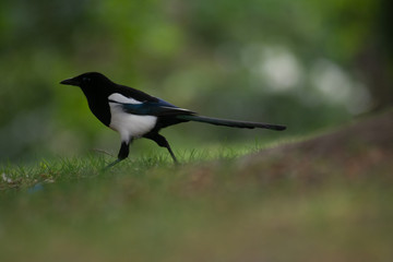 magpie
