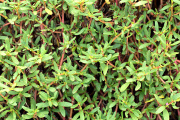 Close up green leaves background. Tropical plant climbing stone wall.
