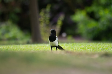 magpie