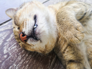 cute cat sleeping - close up portrait of young brown ginger kitten sleeping on wooden floor