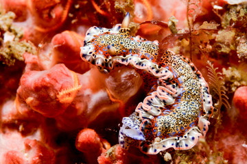 Colorful nudibranch