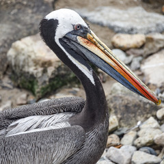 A Pelican scavengers for food in the Chorrilos Fishermans market. Lima, Peru