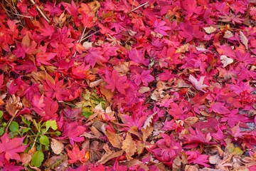 autumn leaves background, Red maple leaves fall on the ground in autumn season, festival concept.