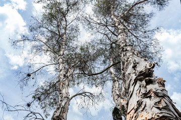 Dry tree stem without leaves