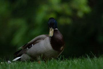 goose