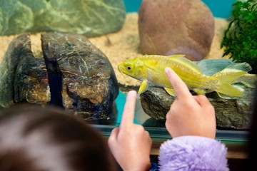 ヒレナガゴイを鑑賞する子供達