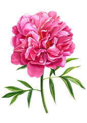beautiful flower peony on isolated white background, watercolor illustration, botanical painting