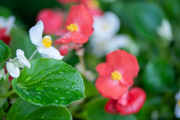 White and red flowers begonias macro, spring-summer decorative flowers flowers
