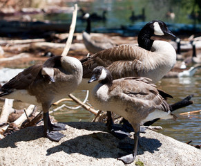 Canadian Geese Trio