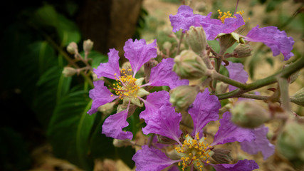 Beautiful purple flowers that grow wild in summer