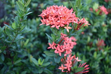 red flower in the garden