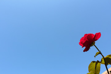 Flowers in bloom, spring, blue sky's, summer